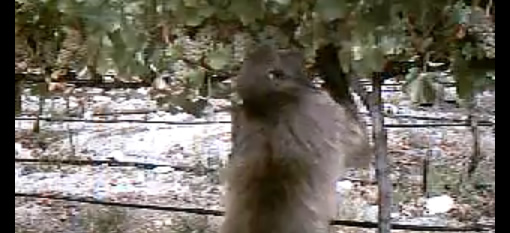 Caught on Camera: Baboon stealing grapes photo