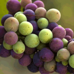 How many grapes are on a cluster? photo