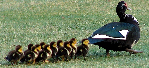 Avondale – Ducks in a row photo