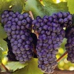 The Proadly South African Grape photo