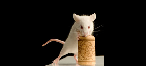 Red wine extracts help mice photo