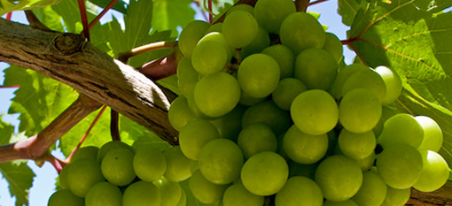 South Africa’s wineries perfect Sauvignon Blanc photo