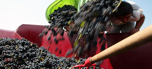 Wine growers feel squeeze as costs rise photo