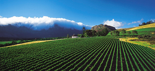 Winetimes Hong Kong`s Top 10 South African Wineries photo