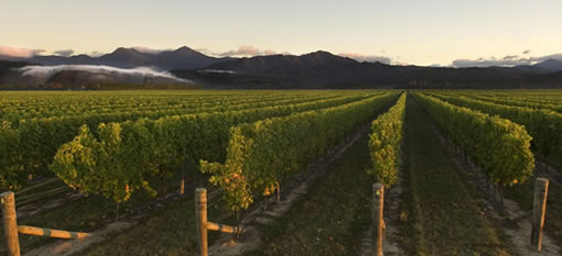 Why is Kiwi wine a step ahead? photo