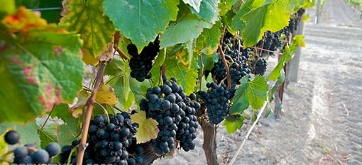Petit Verdot – a grape with a future in SA photo