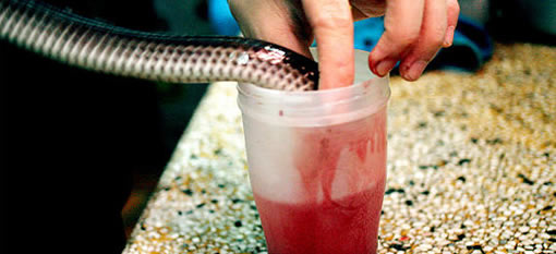 Snake Blood photo