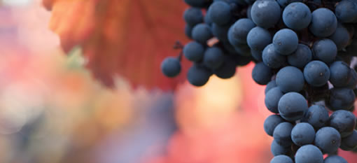 7 Things You Should Know About Cabernet photo
