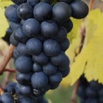 The Age of Pinot Noir photo