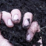 Natural fungicides use in organic farming cause soil toxicity photo