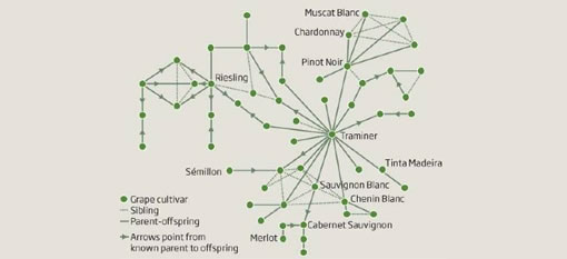 Scientists reveal the Family tree of wine grapes photo