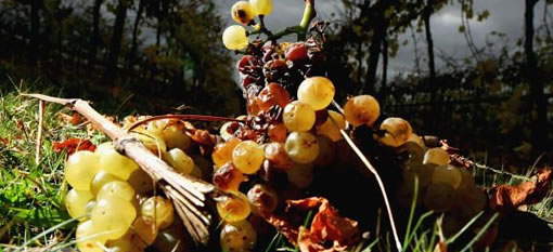 7 Sustainable Wine Trends for 2011 photo
