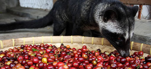 Rare Coffee made from Civet Faeces selling for R80 a cup in South Africa photo