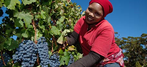 The almost-great grapes of South Africa photo