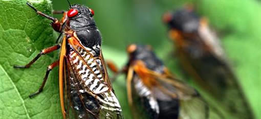 Adventurous eaters chow down on cicadas photo