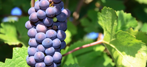 Long, hot summer means bumper crop for vineyard photo