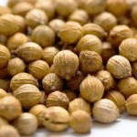 Coriander seed oil found to kill bacteria photo