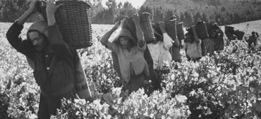 Slaves make wine in SA, again photo