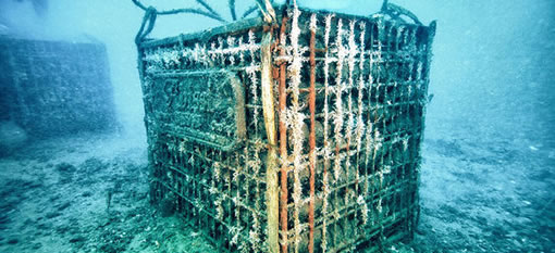 Does aging wine under water have benefits or is it going overboard? photo