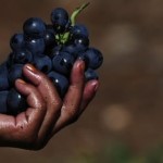 Human Rights Watch Author Defends Report on South African Wine photo