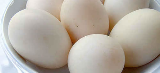 Free-range duck eggs for sale at Vergenoegd photo
