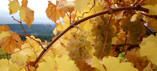 Climate change to impact where wine grapes can grow photo
