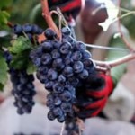 Who is stealing Germany’s grapes? photo