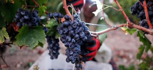 Who is stealing Germany’s grapes? photo