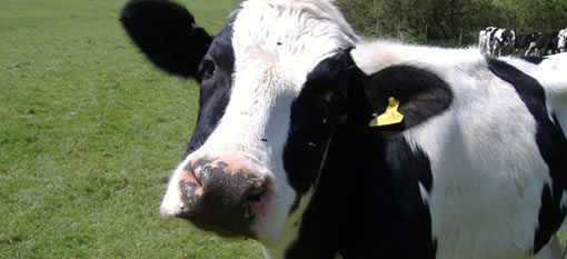 Wine dregs shown to improve cows milk photo