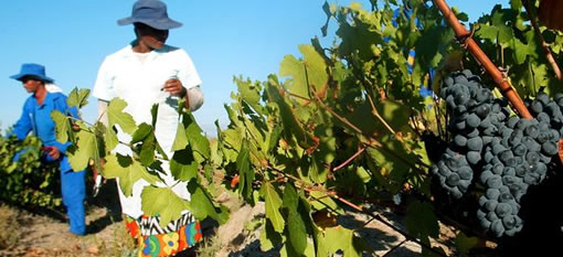 South African wine farmers feel the pinch photo