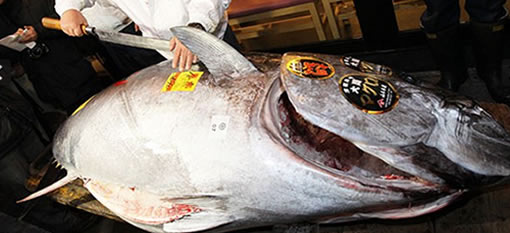 Japanese tuna sells for record £472,000 photo