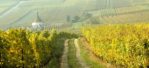 A Few interesting Facts about Gewürztraminer photo