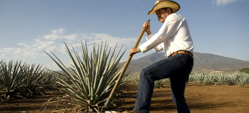 The Hard Sell Of Mexican Tequila Makers photo