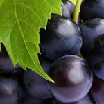 Is the Grape a Wonder Drug? photo