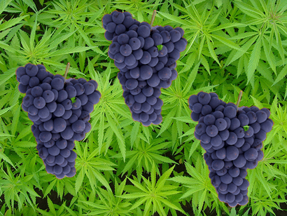 Marijuana-Laced Wine Grows More Fashionable in California Wine Country photo