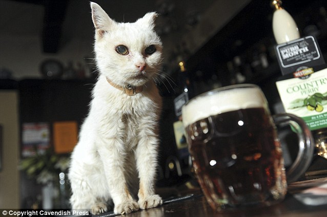 Meet Britain’s Oldest Pub Cat photo