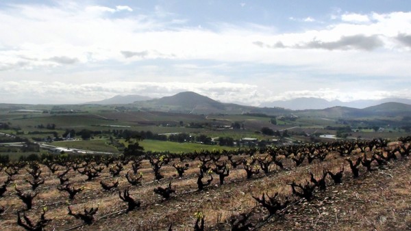 Sustainable practices boost appeal of South African wines photo