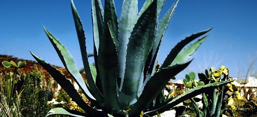 Tequila plant could also make biofuel photo