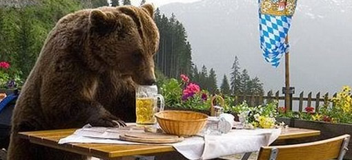 Bears drink 100 cans of beer after Norwegian cabin break-in photo