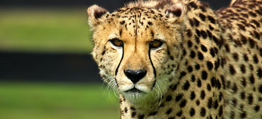 Cheetahs in Wine Country photo