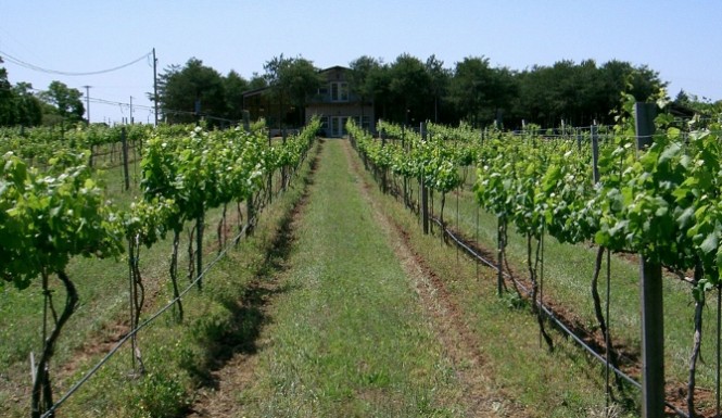 UK Vineyards Thriving In Perfect Year photo