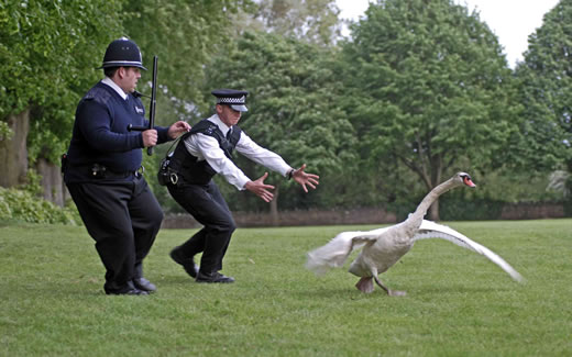 One of the Queen’s Swans Found BBQed Near Windsor Castle photo