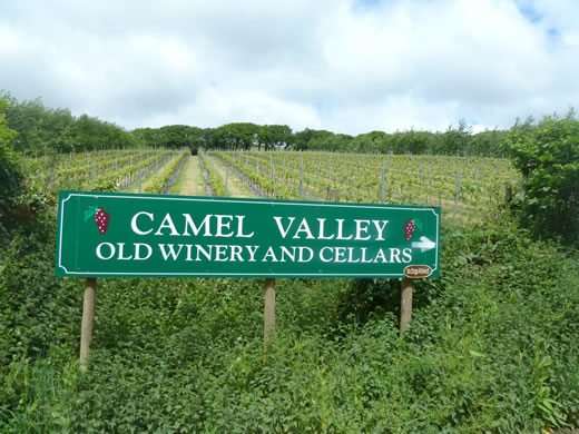 Camel Valley, Britain`s most successful vineyards photo