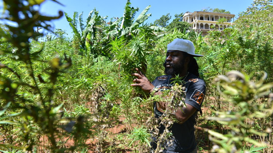 Jamaica`s twist on wine tours for pot lovers photo