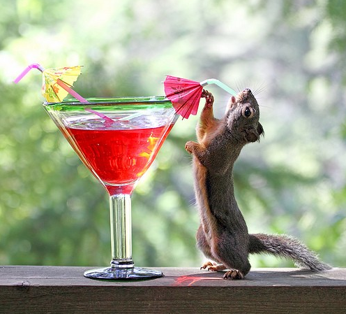 Scientists discover some animals are wired to prefer the taste of alcohol to water photo