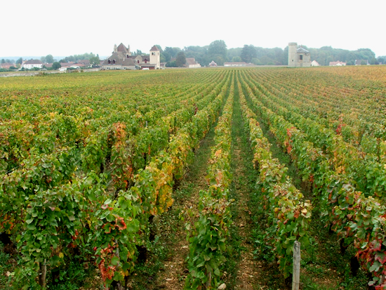 De Wetshof Takes Chardonnay and Pinot Noir to Ancestral Burgundian Home photo