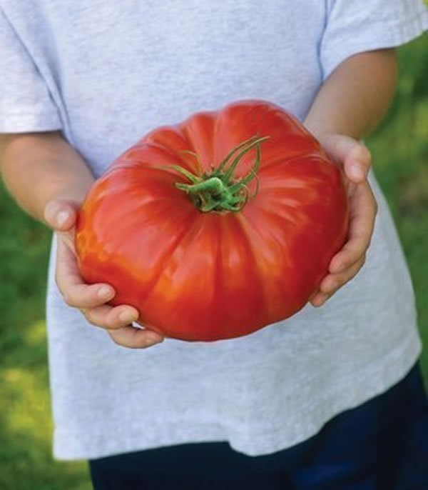 Are you ready for a tomato as big as your head? photo