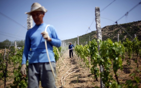 Vineyard owners are hoping that China will become the next top wine producer photo