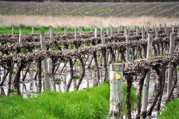 English vineyards escape flood damage photo