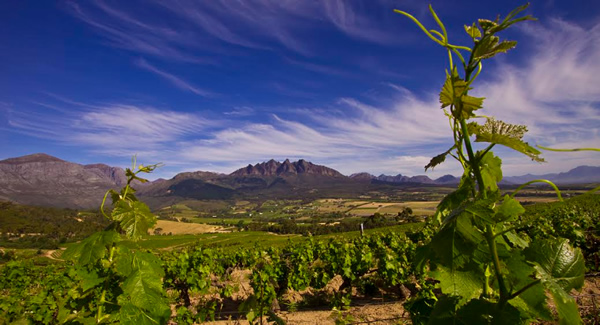 Don`t miss the Wellington Wine Harvest Festival this weekend! photo